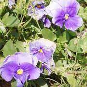 ヒメ日記 2025/05/01 23:11 投稿 岩佐ここな 松戸人妻花壇