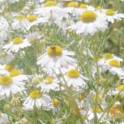 ヒメ日記 2025/05/11 23:21 投稿 岩佐ここな 松戸人妻花壇