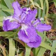 ヒメ日記 2025/06/01 22:02 投稿 岩佐ここな 松戸人妻花壇