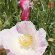 ヒメ日記 2025/07/07 21:37 投稿 岩佐ここな 松戸人妻花壇