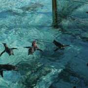 ヒメ日記 2025/08/21 23:16 投稿 岩佐ここな 松戸人妻花壇