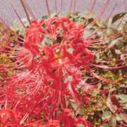 ヒメ日記 2025/10/03 22:23 投稿 岩佐ここな 松戸人妻花壇