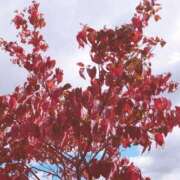 ヒメ日記 2025/10/17 21:01 投稿 岩佐ここな 松戸人妻花壇