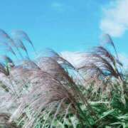 ヒメ日記 2025/11/14 21:56 投稿 岩佐ここな 松戸人妻花壇