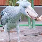 ヒメ日記 2025/11/24 21:27 投稿 岩佐ここな 松戸人妻花壇