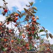 ヒメ日記 2025/11/27 21:41 投稿 岩佐ここな 松戸人妻花壇