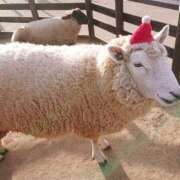 ヒメ日記 2025/12/02 21:41 投稿 岩佐ここな 松戸人妻花壇