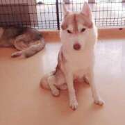 ヒメ日記 2026/02/20 20:03 投稿 岩佐ここな 松戸人妻花壇