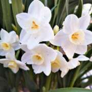 ヒメ日記 2026/03/01 23:05 投稿 岩佐ここな 松戸人妻花壇