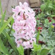 ヒメ日記 2026/03/27 21:57 投稿 岩佐ここな 松戸人妻花壇