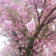 岩佐ここな お誘いのお礼 松戸人妻花壇