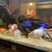 ヒメ日記 2025/06/11 14:55 投稿 たまき 奥鉄オクテツ兵庫