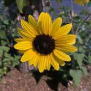 ヒメ日記 2024/12/17 21:18 投稿 るる エスッテ×エスッテ