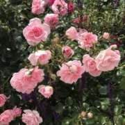 ヒメ日記 2025/05/30 15:00 投稿 みちる(みちる) 厚木奥様Life