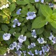 ヒメ日記 2025/06/12 11:47 投稿 みちる(みちる) 厚木奥様Life