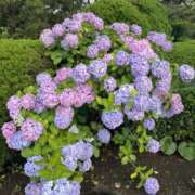 ヒメ日記 2025/06/17 22:17 投稿 みちる(みちる) 厚木奥様Life