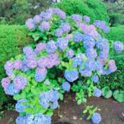 ヒメ日記 2025/08/14 20:45 投稿 みちる(みちる) 厚木奥様Life