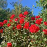 ヒメ日記 2025/09/08 22:03 投稿 みちる(みちる) 厚木奥様Life