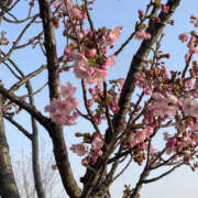 ヒメ日記 2025/03/31 23:34 投稿 なのは 奥鉄オクテツ大阪