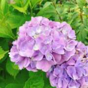 ヒメ日記 2025/06/08 21:08 投稿 石破　翠(いしばしすい) 五十路マダムエクスプレス厚木店(カサブランカグループ)