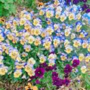 ヒメ日記 2025/05/21 17:59 投稿 いつき 京都デリヘル倶楽部FIRST