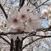 ヒメ日記 2025/04/11 18:45 投稿 あおい リアル 京橋店