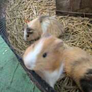 ヒメ日記 2024/12/28 09:00 投稿 松山えり 五十路マダム 新潟店(カサブランカグループ)