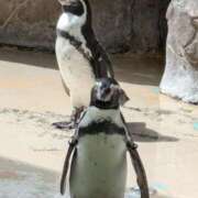 ヒメ日記 2025/01/03 14:36 投稿 松山えり 五十路マダム 新潟店(カサブランカグループ)