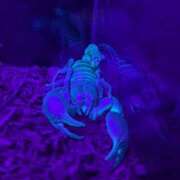 ヒメ日記 2025/01/19 18:38 投稿 松山えり 五十路マダム 新潟店(カサブランカグループ)