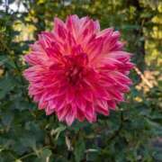 ヒメ日記 2025/02/04 21:00 投稿 松山えり 五十路マダム 新潟店(カサブランカグループ)