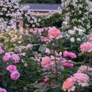 ヒメ日記 2025/06/08 16:10 投稿 松山えり 五十路マダム 新潟店(カサブランカグループ)