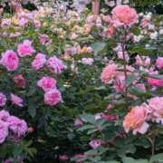 ヒメ日記 2025/06/13 23:34 投稿 松山えり 五十路マダム 新潟店(カサブランカグループ)