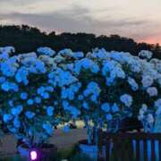 ヒメ日記 2025/06/14 20:00 投稿 松山えり 五十路マダム 新潟店(カサブランカグループ)