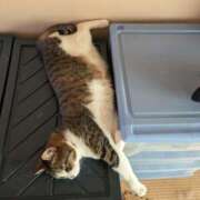 ヒメ日記 2025/07/20 12:04 投稿 松山えり 五十路マダム 新潟店(カサブランカグループ)