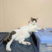 ヒメ日記 2025/07/29 20:56 投稿 松山えり 五十路マダム 新潟店(カサブランカグループ)