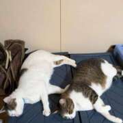 ヒメ日記 2025/08/20 22:14 投稿 松山えり 五十路マダム 新潟店(カサブランカグループ)