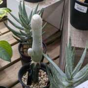 ヒメ日記 2025/09/28 21:36 投稿 松山えり 五十路マダム 新潟店(カサブランカグループ)