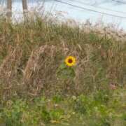 ヒメ日記 2025/11/08 15:20 投稿 松山えり 五十路マダム 新潟店(カサブランカグループ)