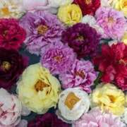 ヒメ日記 2026/01/06 23:48 投稿 松山えり 五十路マダム 新潟店(カサブランカグループ)