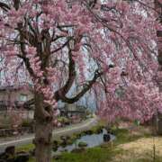 ヒメ日記 2026/04/11 08:26 投稿 松山えり 五十路マダム 新潟店(カサブランカグループ)