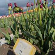 ヒメ日記 2026/04/18 09:20 投稿 松山えり 五十路マダム 新潟店(カサブランカグループ)