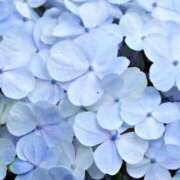 ヒメ日記 2025/06/25 10:33 投稿 かぐら 池袋人妻城