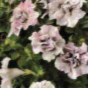 ヒメ日記 2025/11/14 04:37 投稿 もえ リッチドールフェミニン