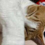 もえ 本日お休みになりました リッチドールフェミニン