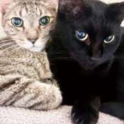 ヒメ日記 2026/04/15 08:47 投稿 もえ リッチドールフェミニン