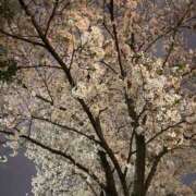 ヒメ日記 2025/04/06 18:59 投稿 さくら 制服向上委員会