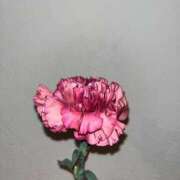 ヒメ日記 2025/08/24 09:10 投稿 さくら 制服向上委員会