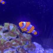 ヒメ日記 2025/10/05 11:00 投稿 さくら 制服向上委員会