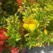 ヒメ日記 2025/12/30 16:08 投稿 さくら 制服向上委員会