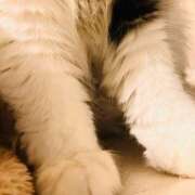 るな お気をつけて ぺろぺろベロベロ専科 ぺろんちょ